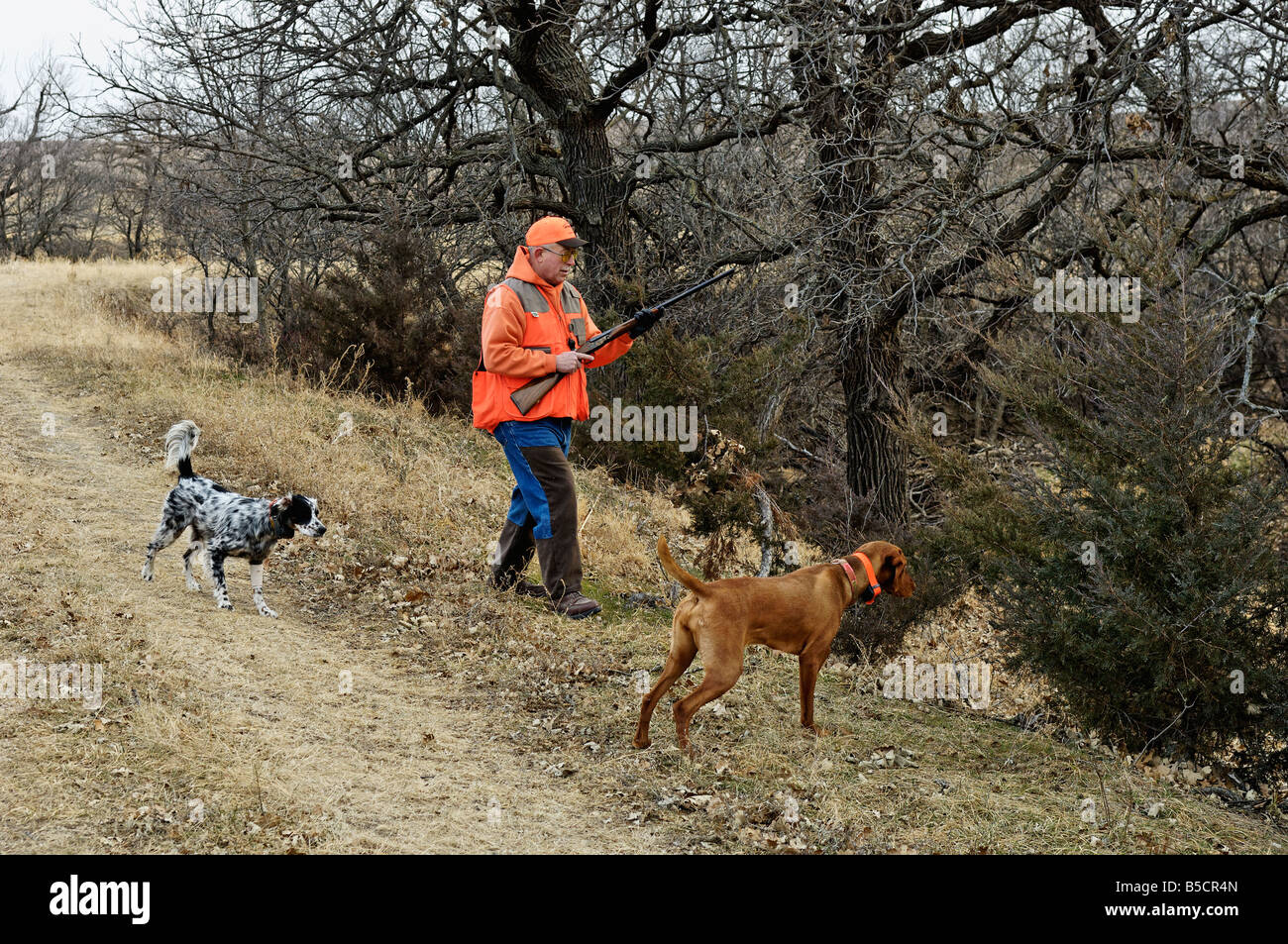 Vizsla on Point and Backed by an English Setter with Upland Bird Hunter going in for the Flush Kansas Stock Photo