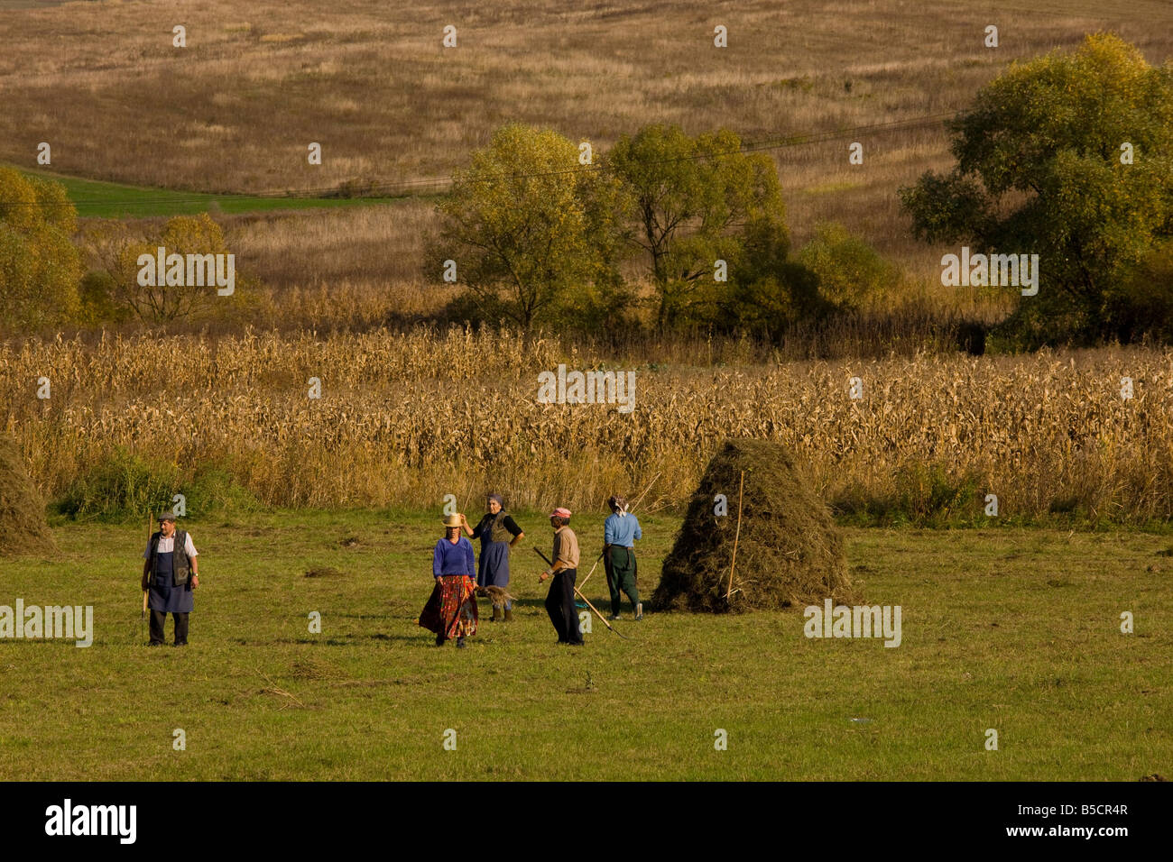 Communal hay making by Romany people in autumn near Agnita in the saxon village area Transylvania Romania Stock Photo