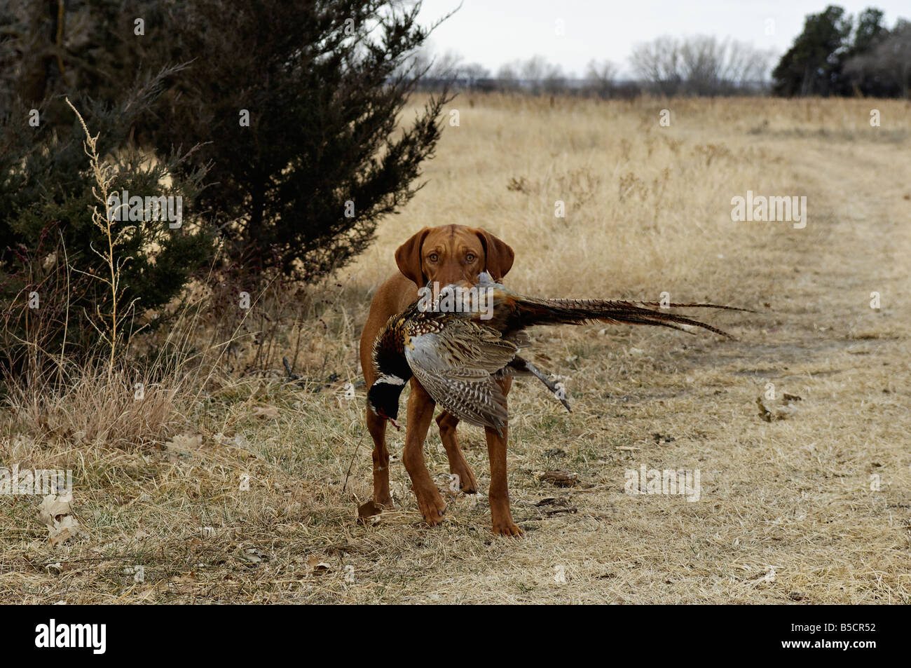 Vizsla Retrieving Dead Ringneck Pheasant Kansas Stock Photo
