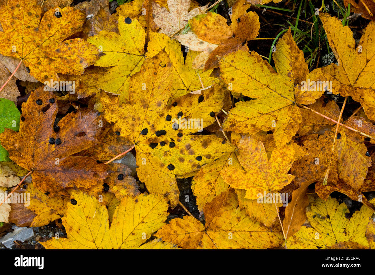 Fallen leaves of Sycamore Acer pseudoplatanus in autumn some with tar spot fungus Romania Stock Photo