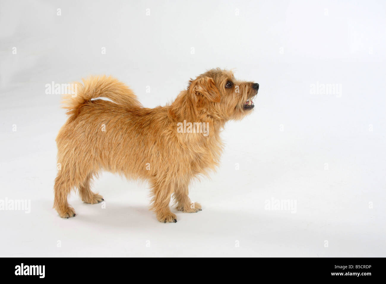 Does The Norfolk Terrier Like To Swim