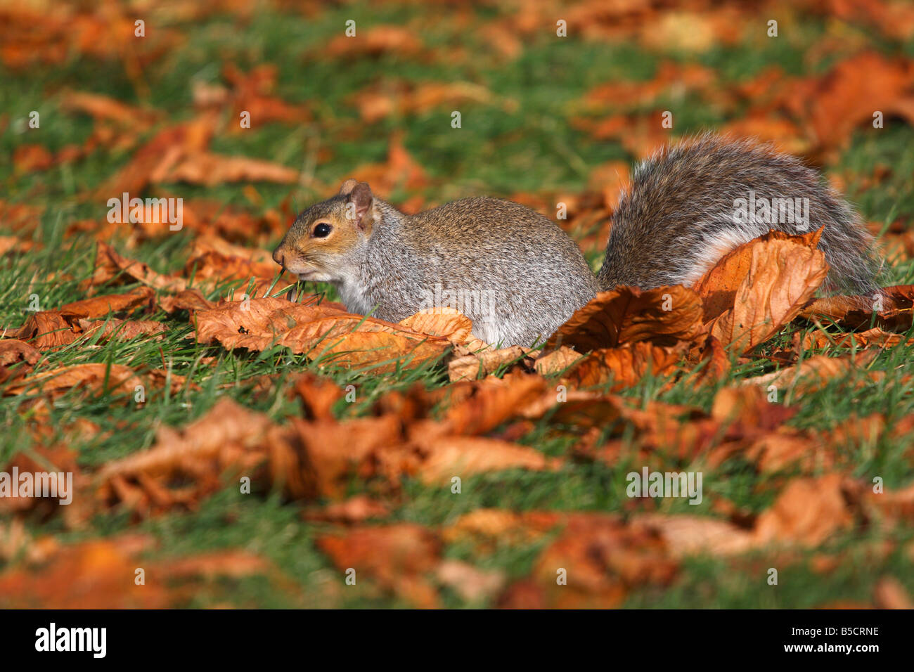 Grey Squirrel [Sciurus carolinensis] looking for food on ground covered by autumn leaves, England, UK Stock Photo