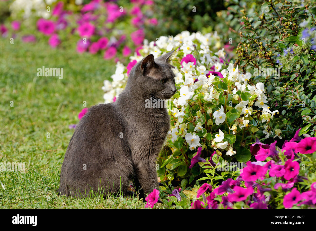 Grey cat garden hires stock photography and images Alamy