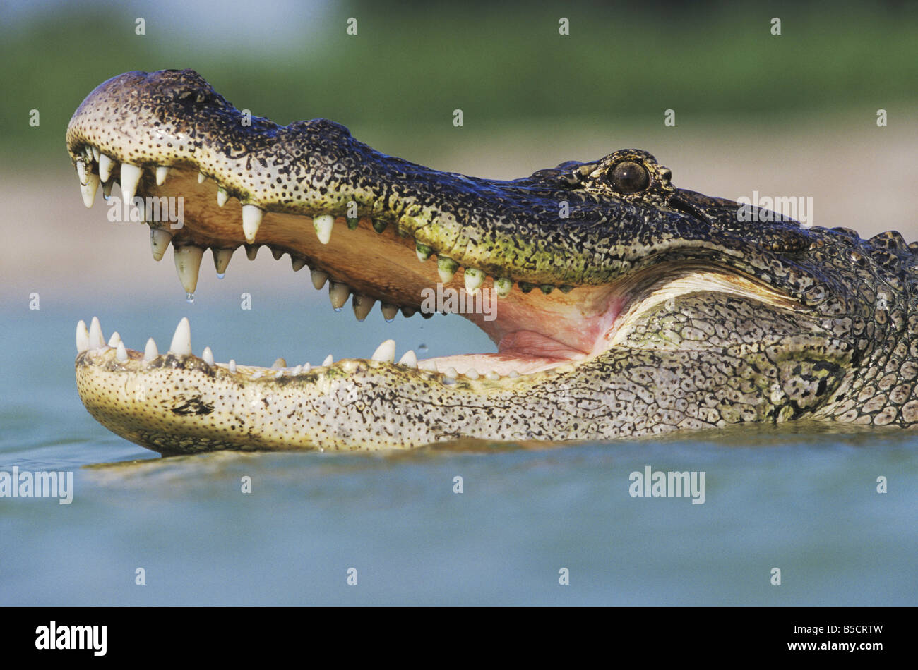 American Alligator Alligator mississipiensis adult mouth open Rio Grande Valley Texas USA Stock Photo