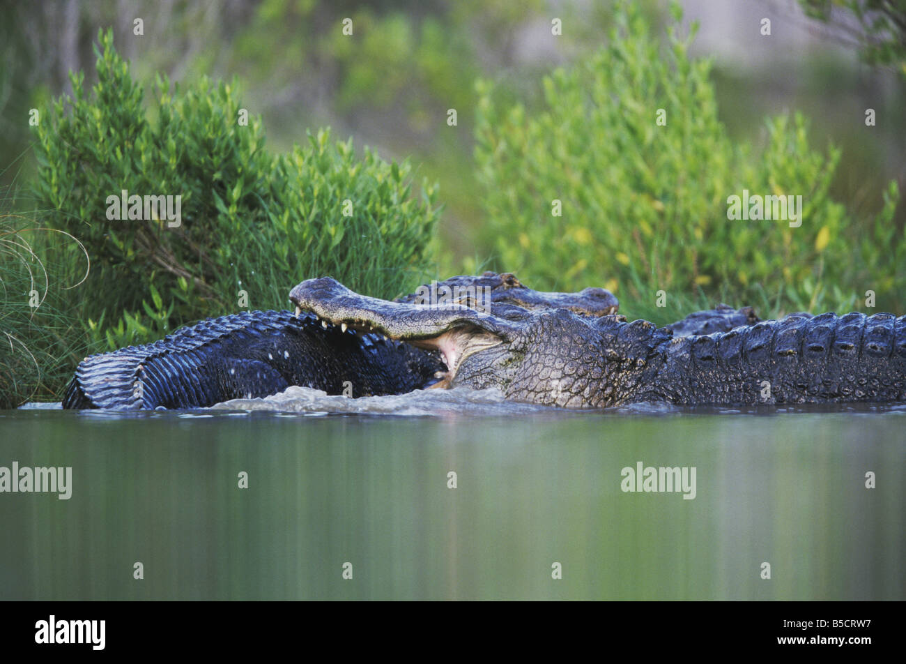 American Alligator Alligator mississipiensis adults fighting Myrtle