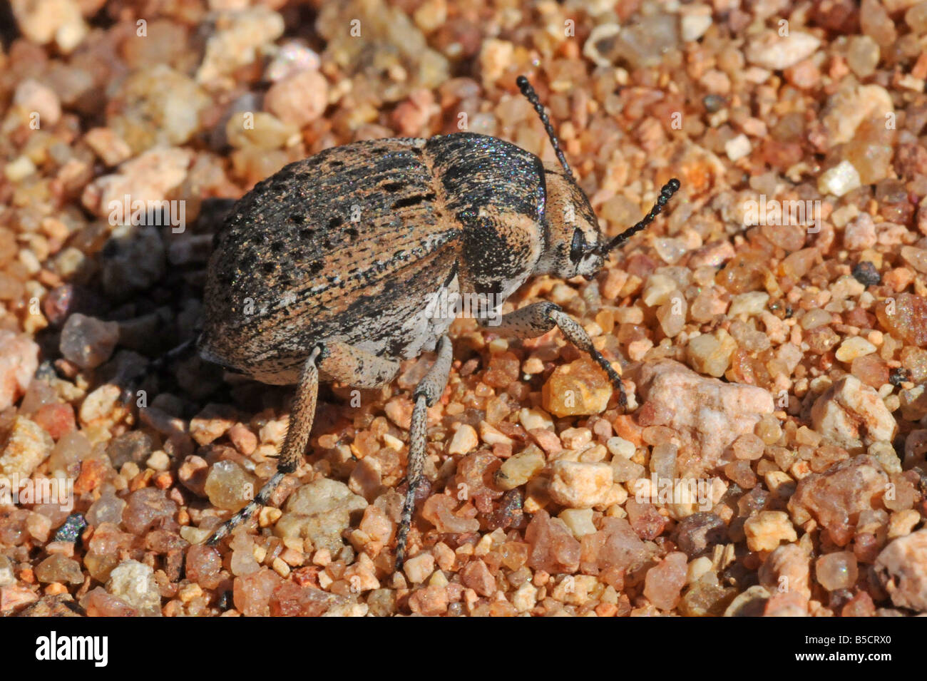 Darkling Beetle, Cryptochile sp., resembles C. assimilis Stock Photo