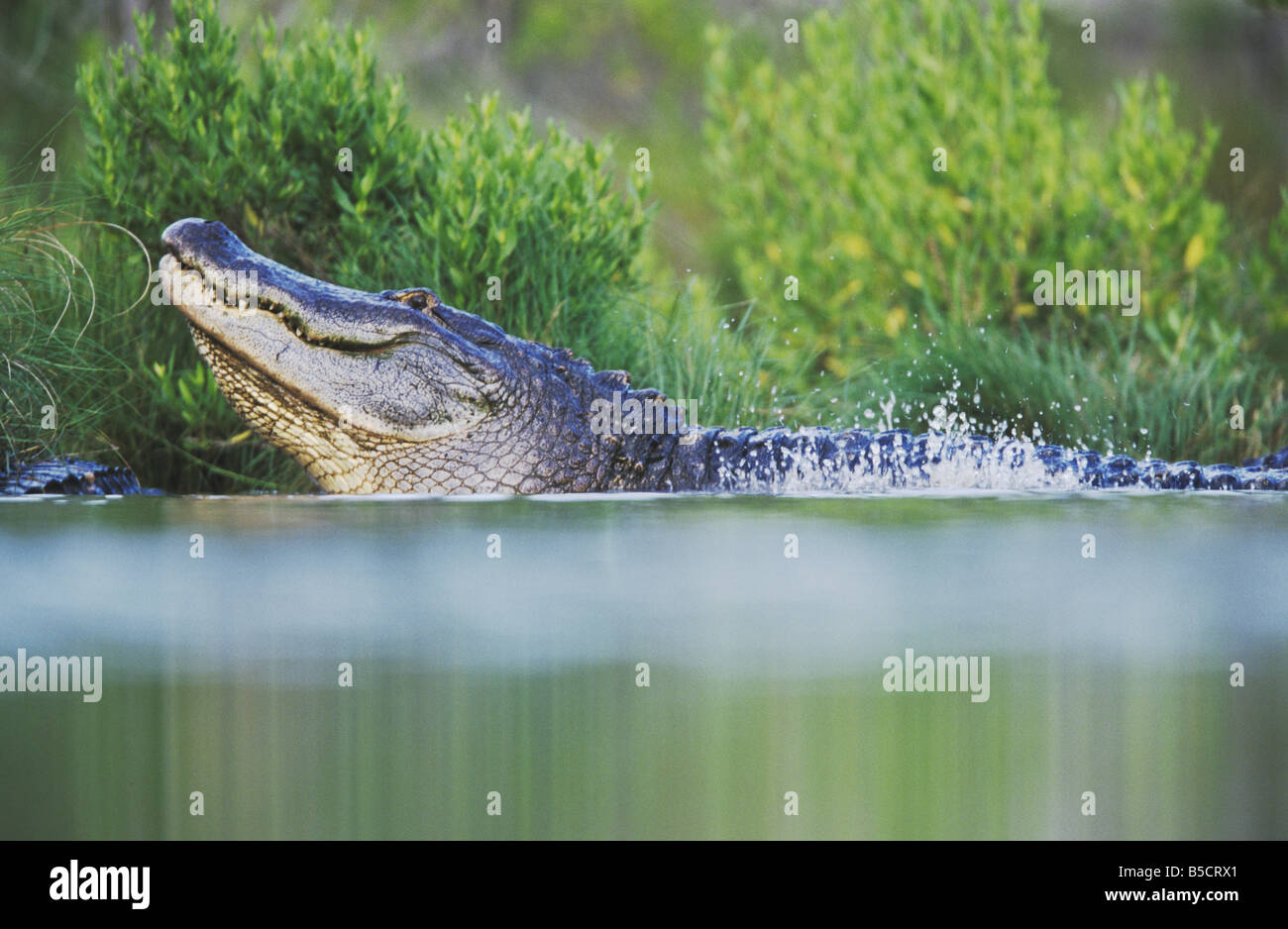 American Alligator Alligator mississipiensis adult bellowing Myrtle