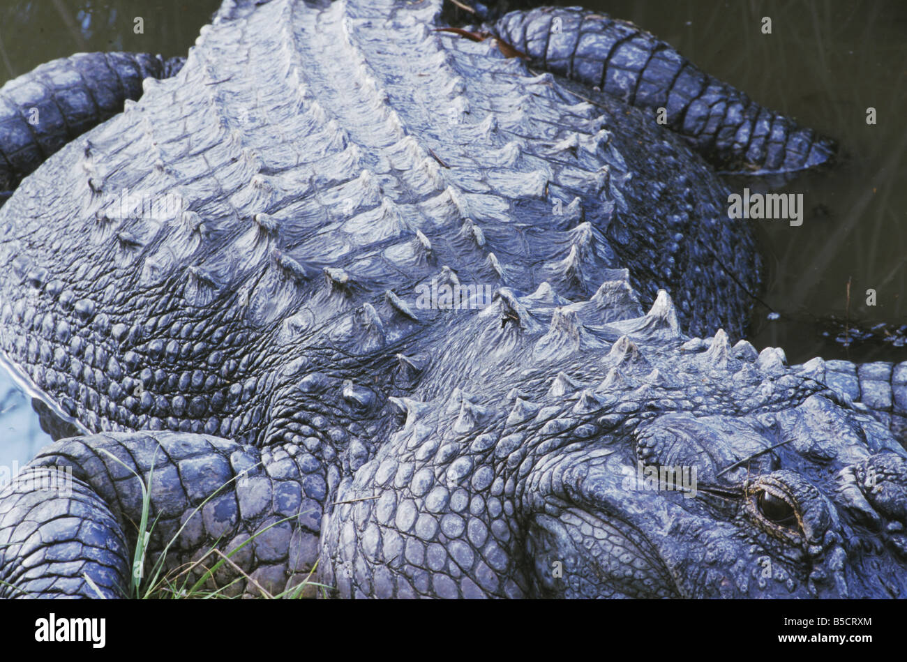 American Alligator Alligator mississipiensis adult Myrtle Beach South
