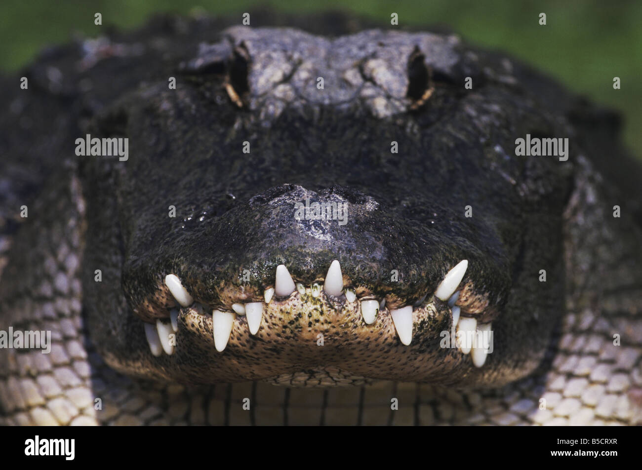 American Alligator Alligator mississipiensis adult Myrtle Beach South