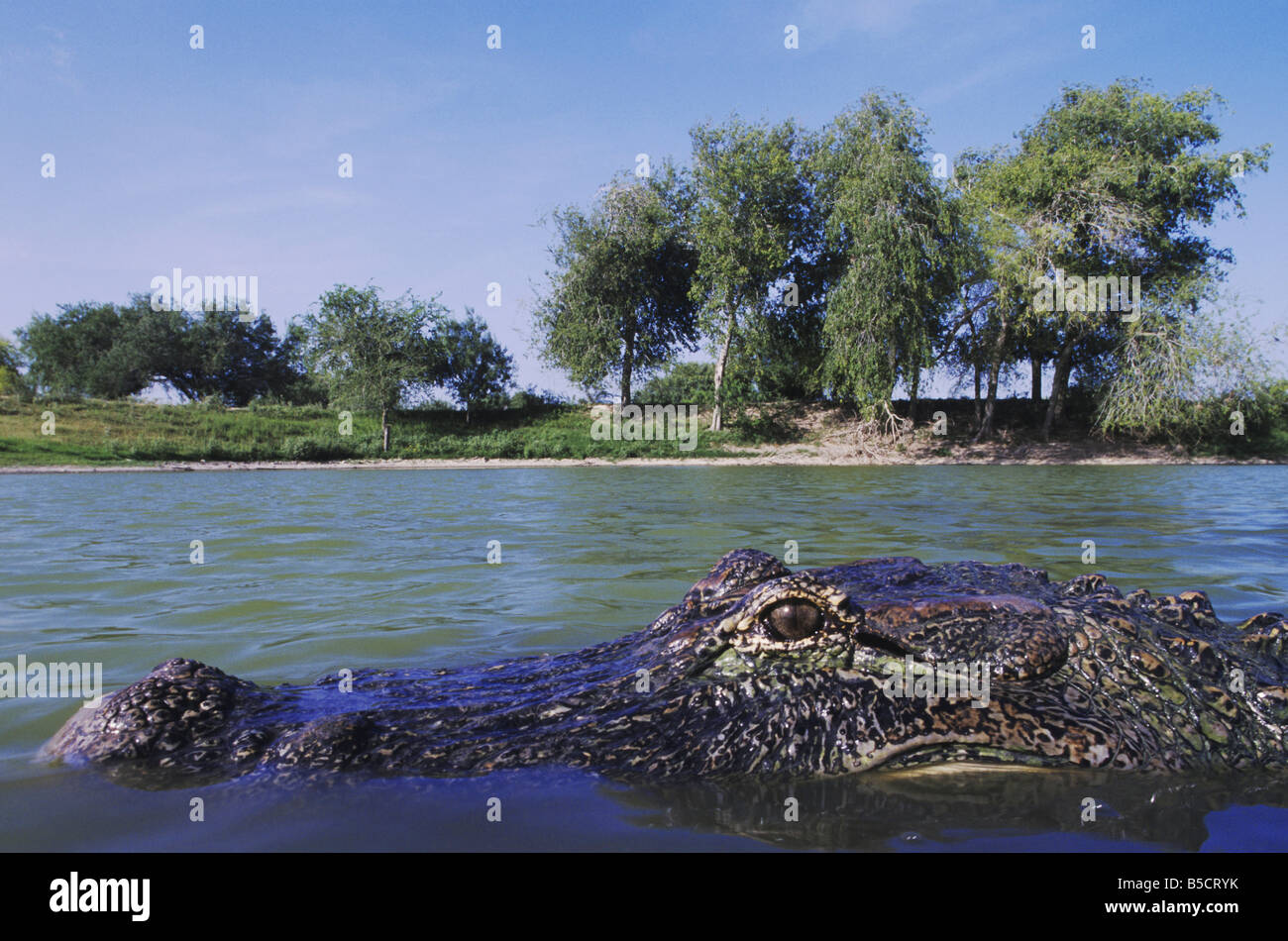 American Alligator Alligator mississipiensis adult in pond Rio Grande