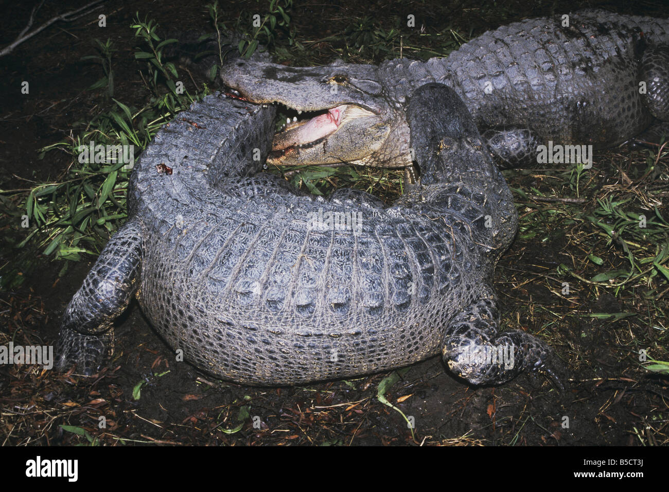 American Alligator Alligator mississipiensis adults fighting Myrtle