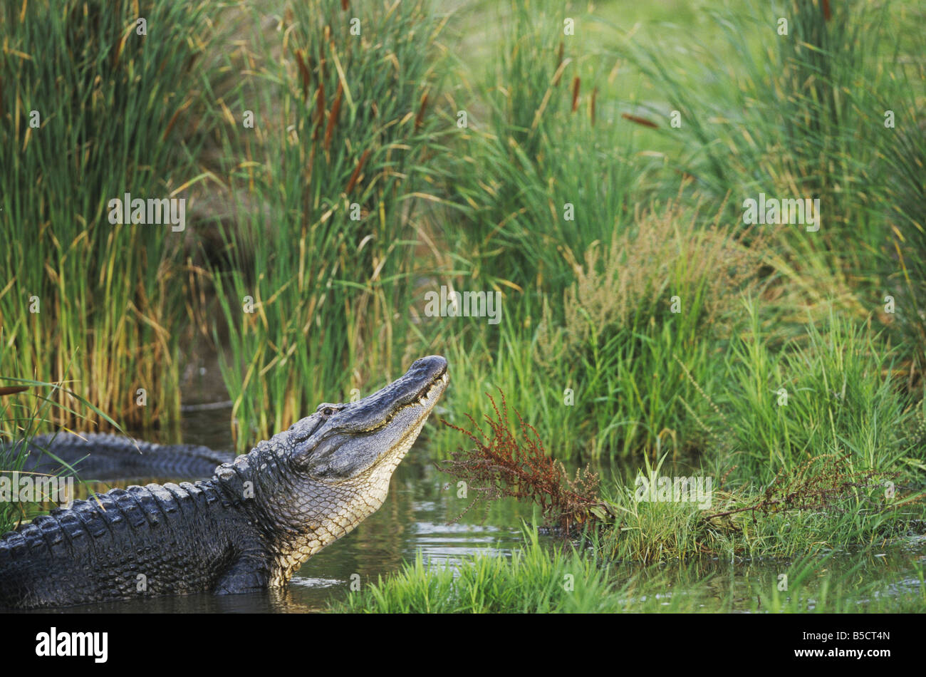 American Alligator Alligator mississipiensis adult bellowing Myrtle