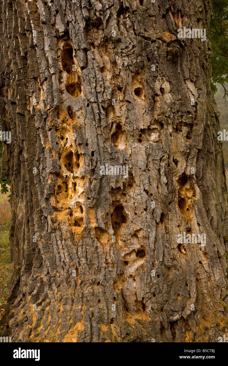 Holes woodpecker hi-res stock photography and images - Alamy