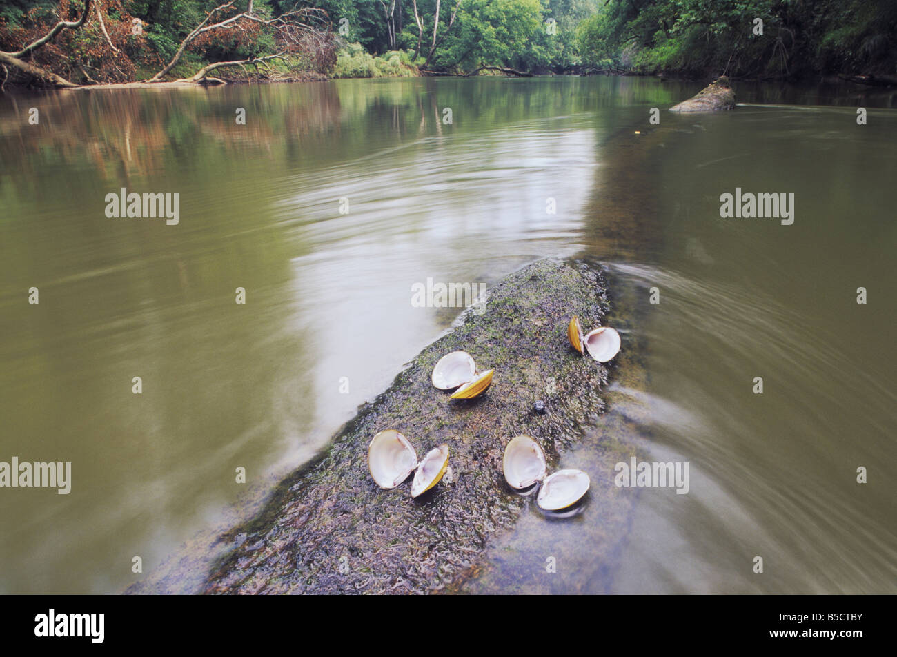 Freshwater mussel Unionoida on log in river Neuse River Raleigh Wake