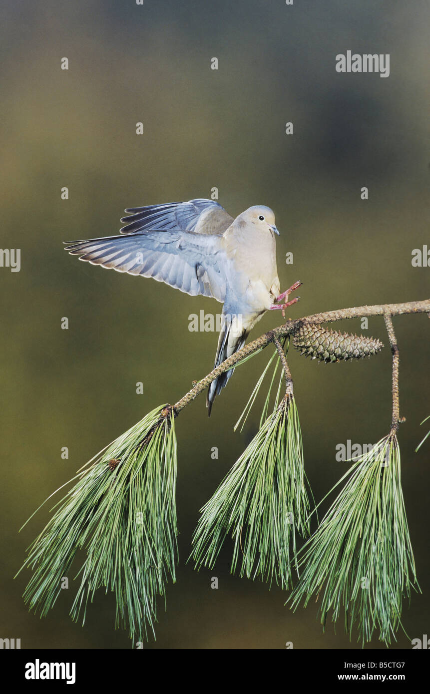 Carolina doves hires stock photography and images Alamy