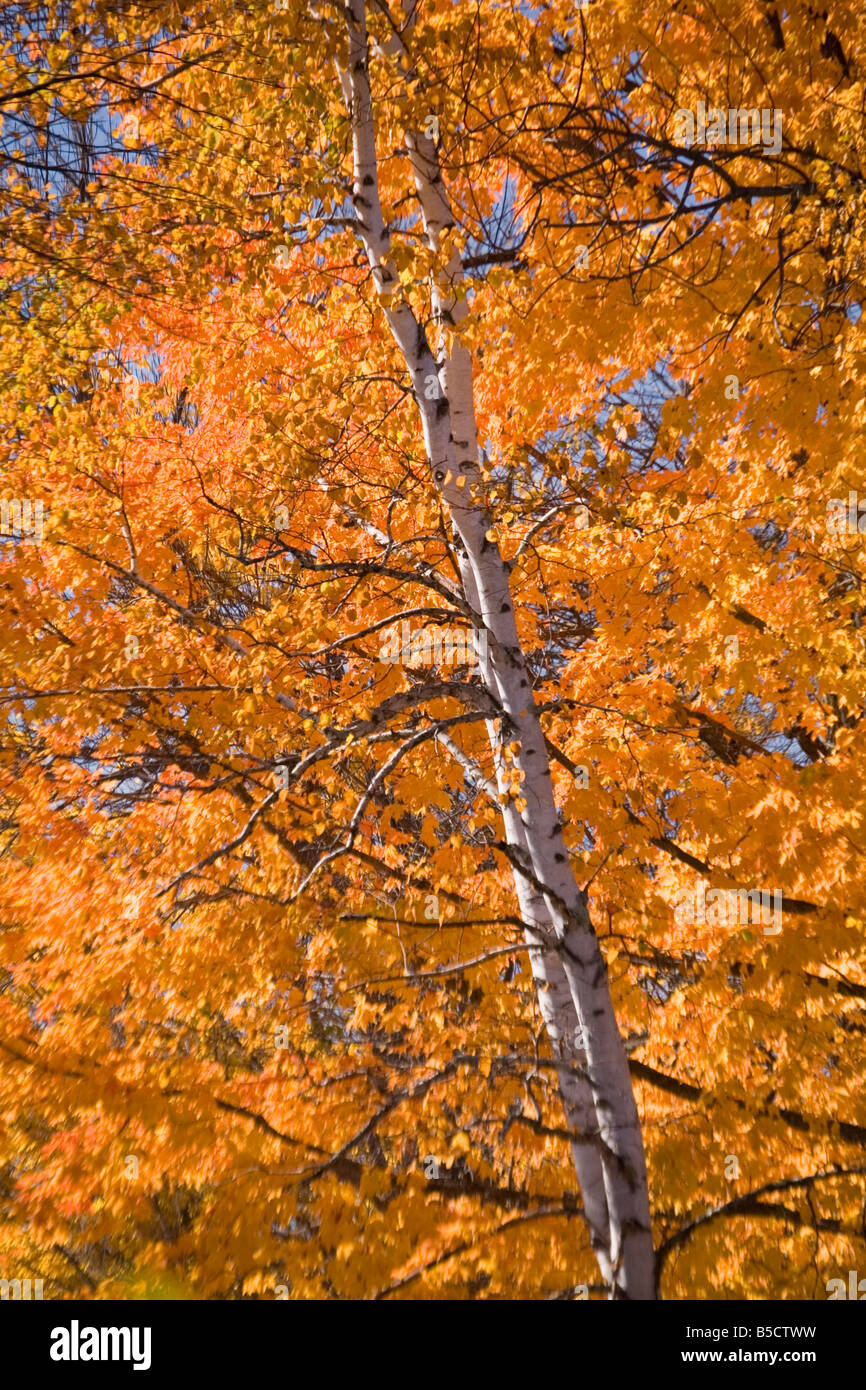 A white birch tree in the autumn shows its beautiful yellow foliage Stock Photo