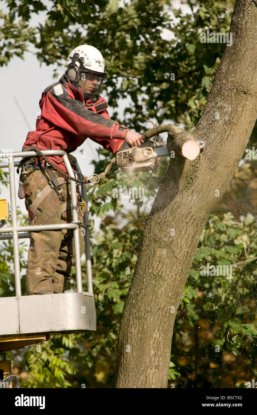 Tree surgeon in elevated platform cutting branches off an overhanging beech tree with a chain saw, UK Stock Photo