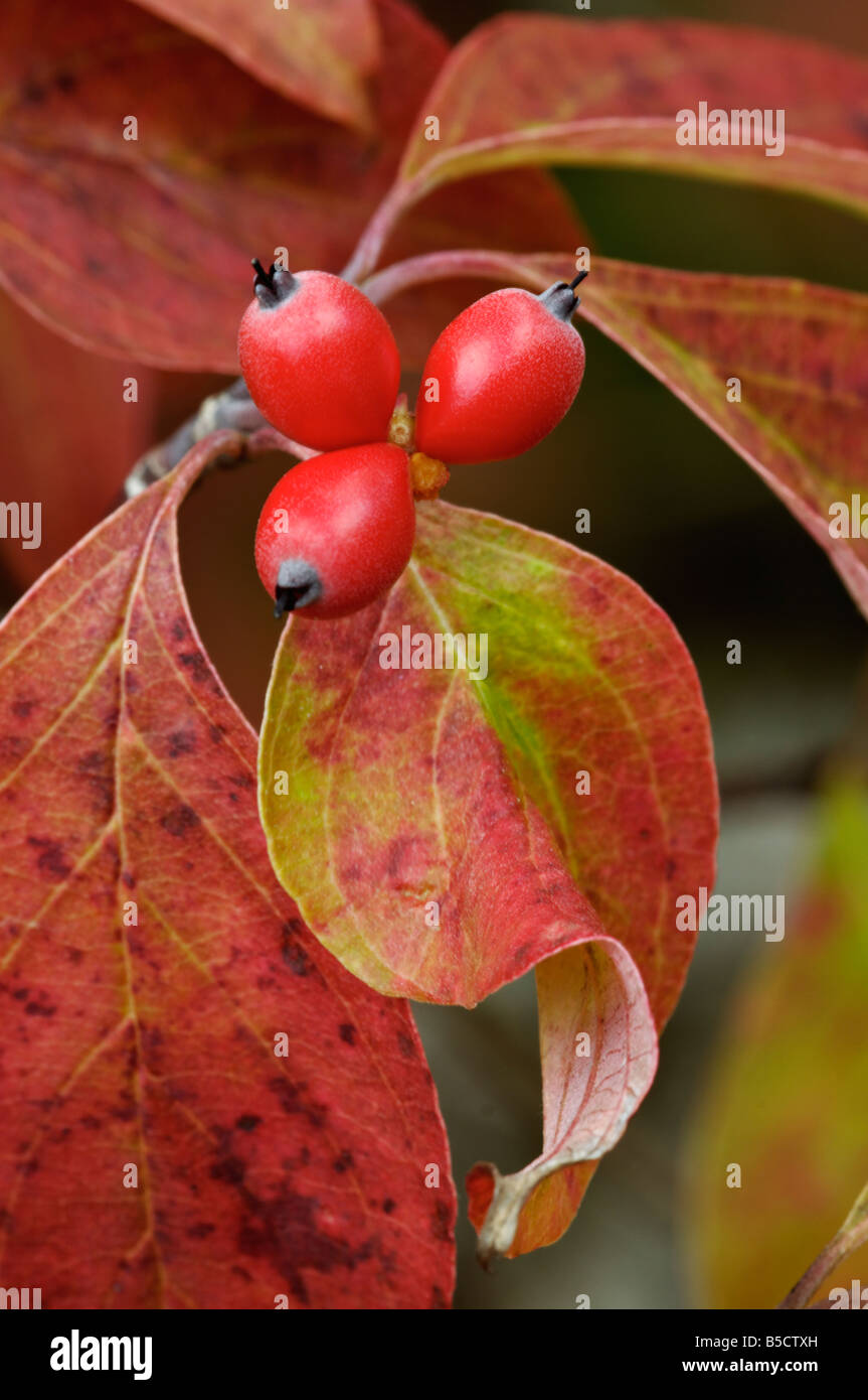 Close Up of Autumn Dogwood Leaves and Berries in Greenbrier Area of