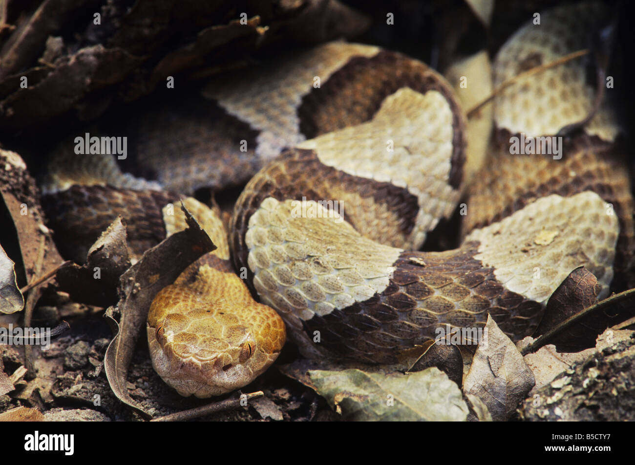 Southern Copperhead Agkistrodon contortrix contortrix adult in leaf