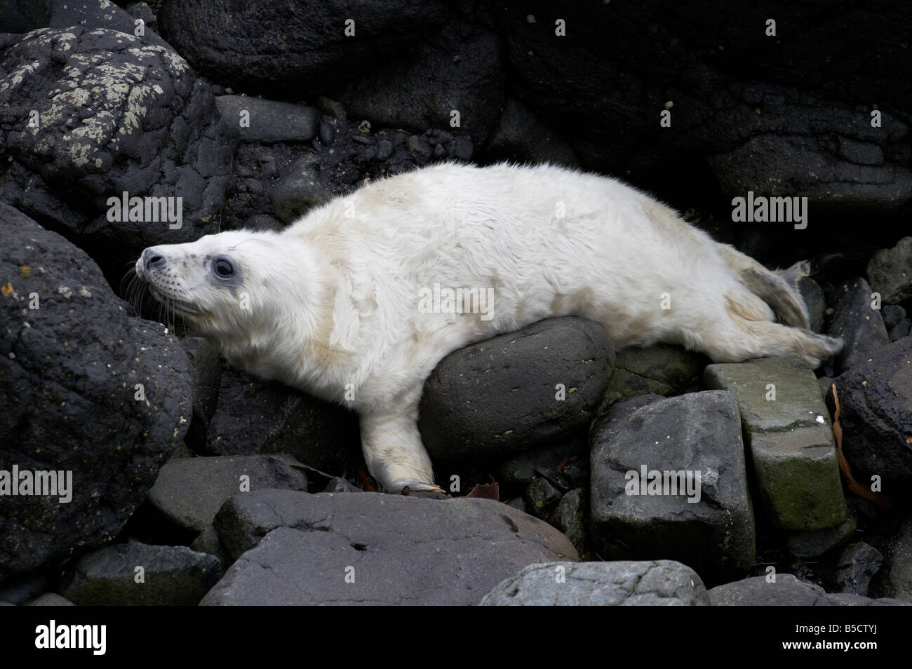 Atlantic gray grey seal Halichoerus grypus pup puppy on a rocky shore off the west coast of Scotland in the Scottish Highlands Stock Photo
