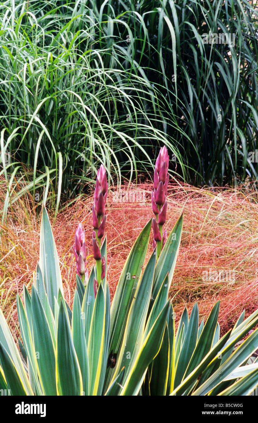 Yucca gloriosa 'Variegata' Stipa tenuissima Miscanthus grasses garden design border Autumn colour plants flowers structural Stock Photo