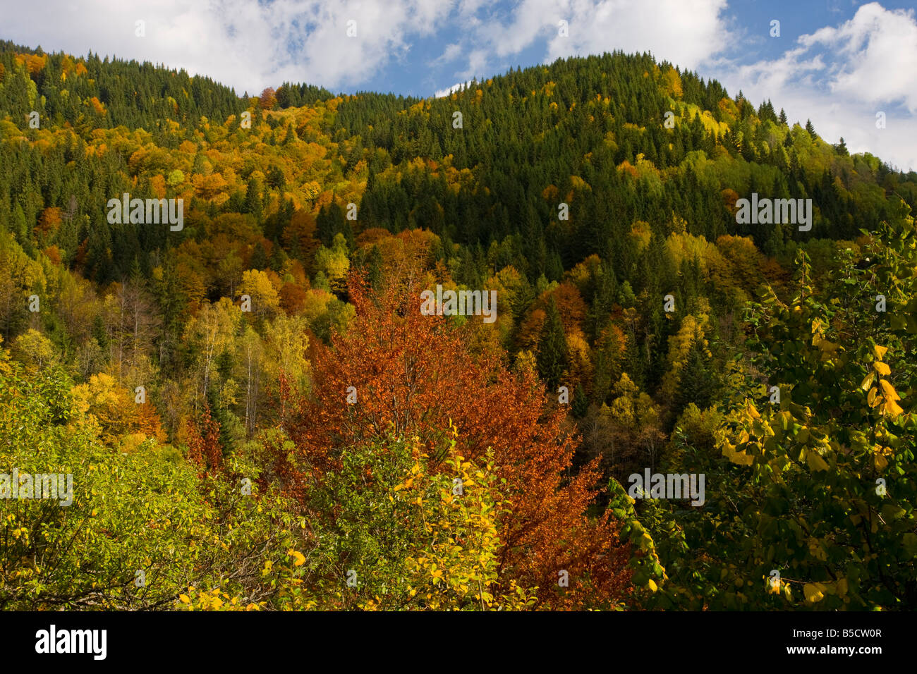 Mixed forest with beech Norway spruce birch rowan and Wych elm in autumn on mountain slopes in the Lotrulu Mountains romania Stock Photo