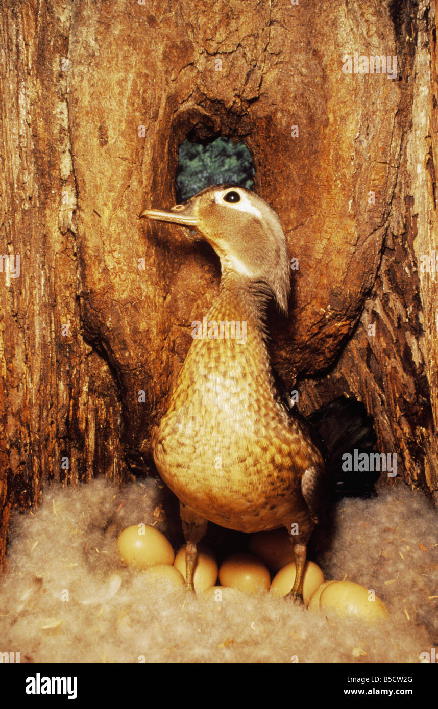 Wood Duck, Aix sponsa, female on eggs in nesting cavity, Raleigh, Wake County, North Carolina, USA Stock Photo