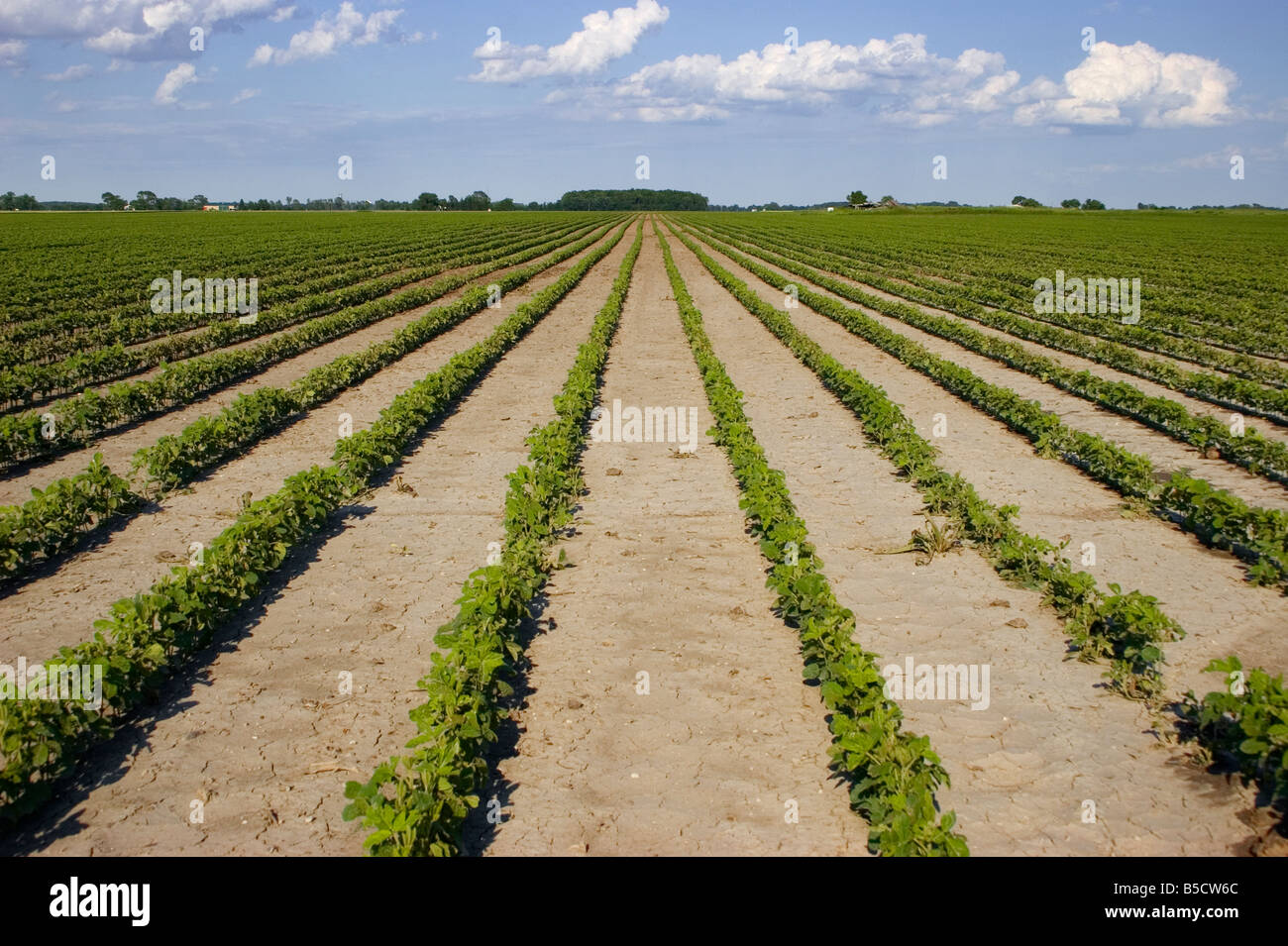 Looking down the rows of young soy beans with dry cracking soil Stock