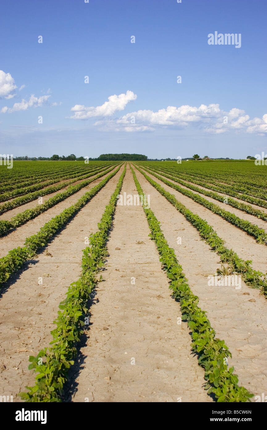 Looking down the rows of young soy beans with dry cracking soil Stock Photo Alamy
