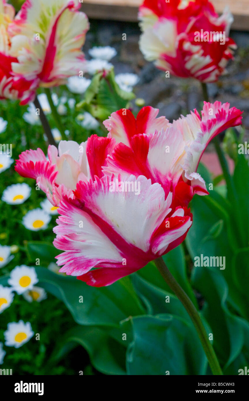 A parrot tulip in bloom Stock Photo