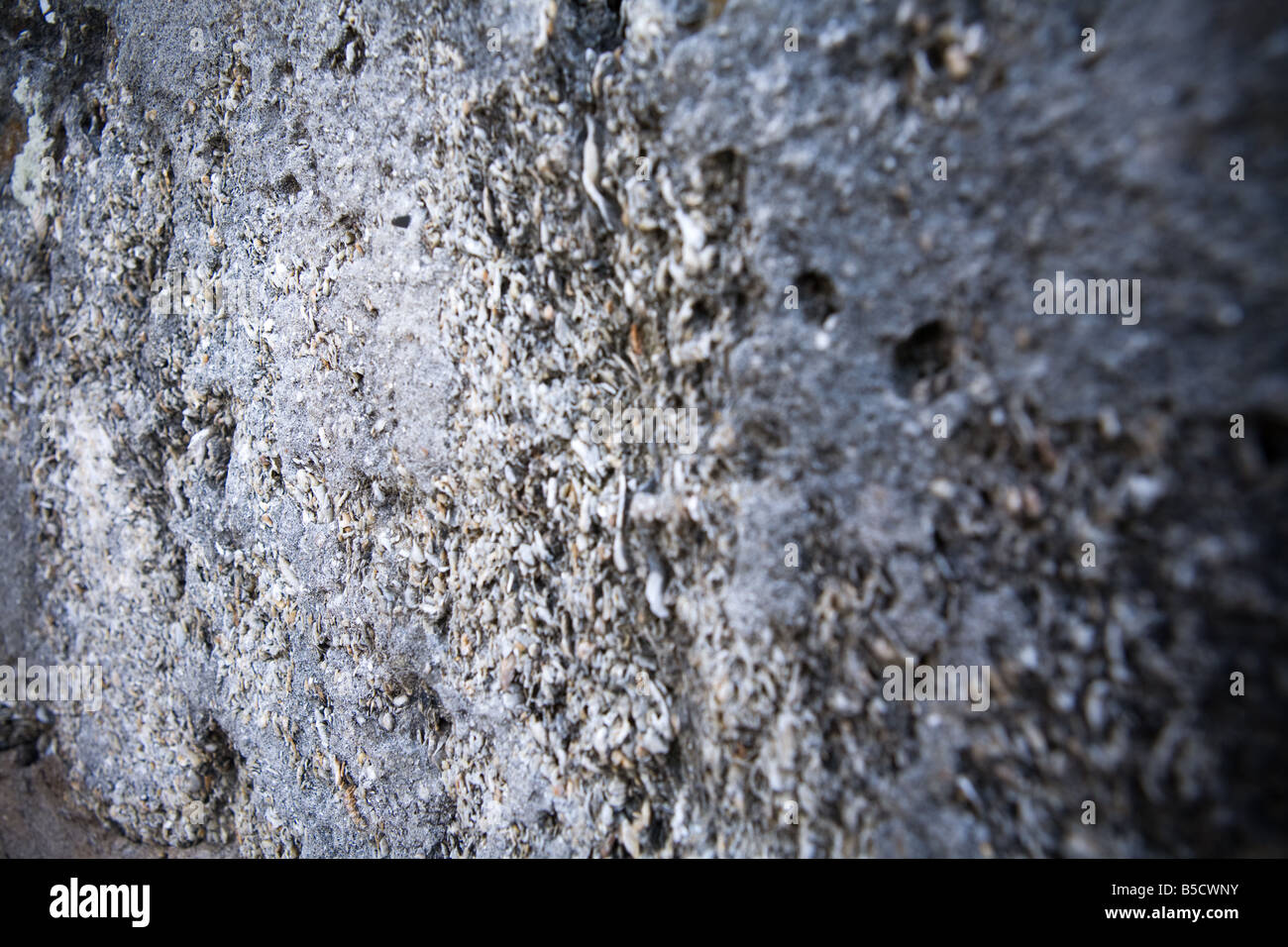 coquina or shell wall at Castillo de San Marcos, St Augustine Florida Stock Photo