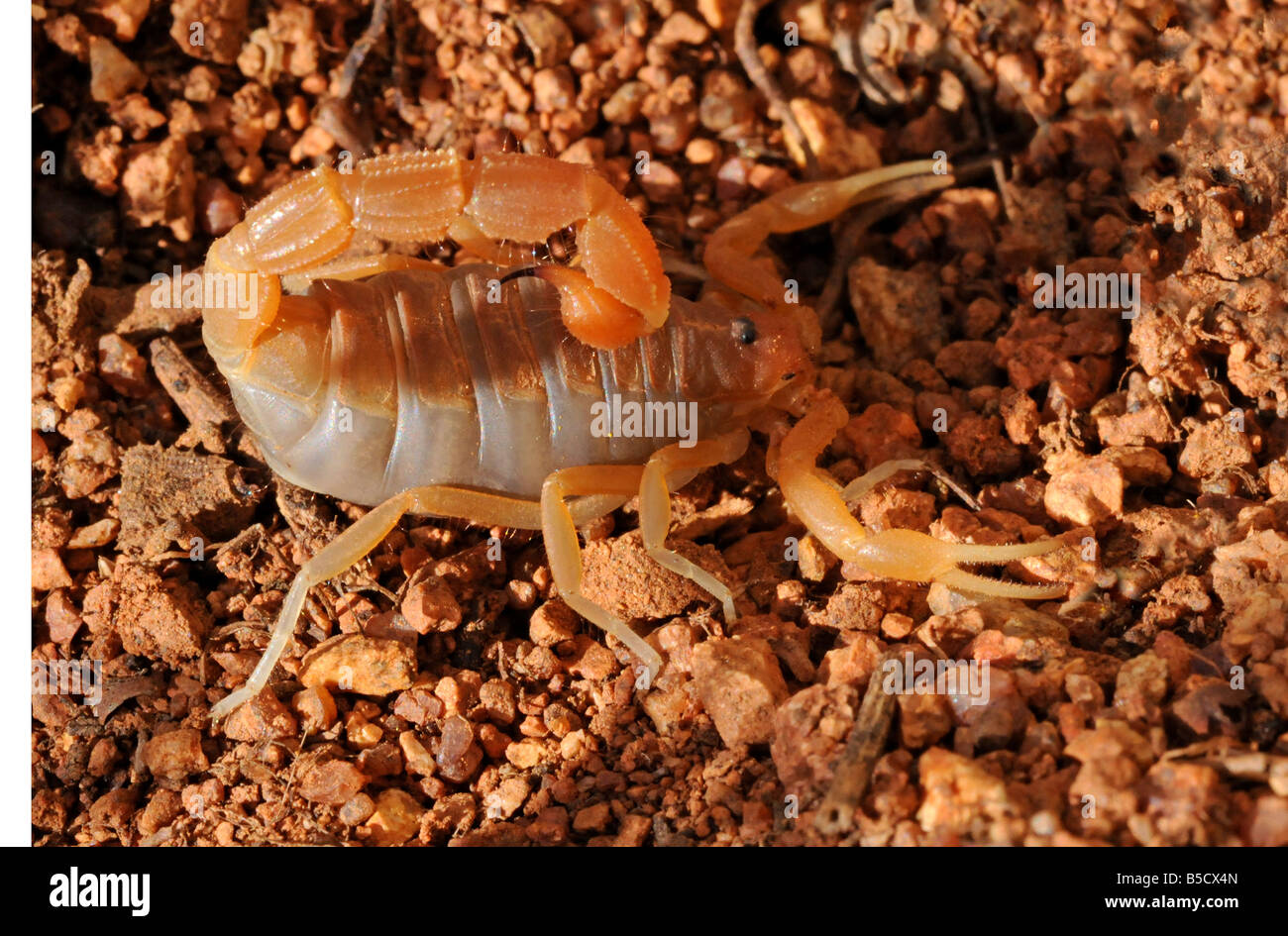 Parabuthus capensis hires stock photography and images Alamy