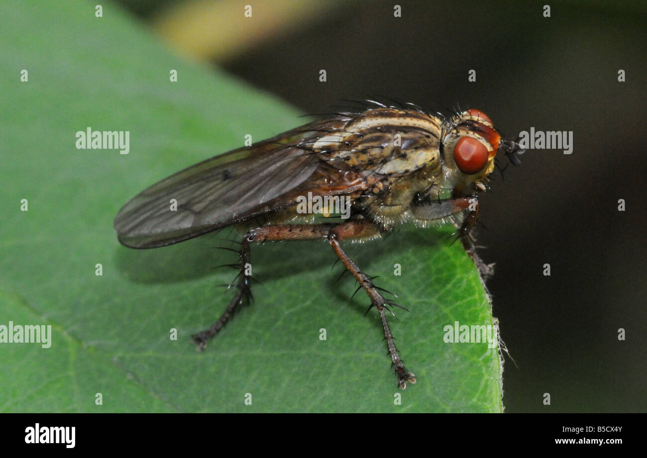 Dung Fly, Scathophaga stercoraria Stock Photo