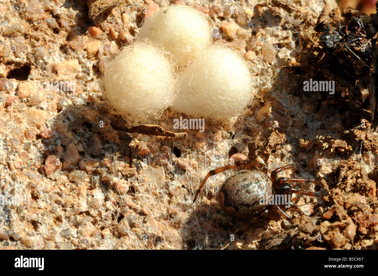 Spider with 3 Egg Cases Stock Photo