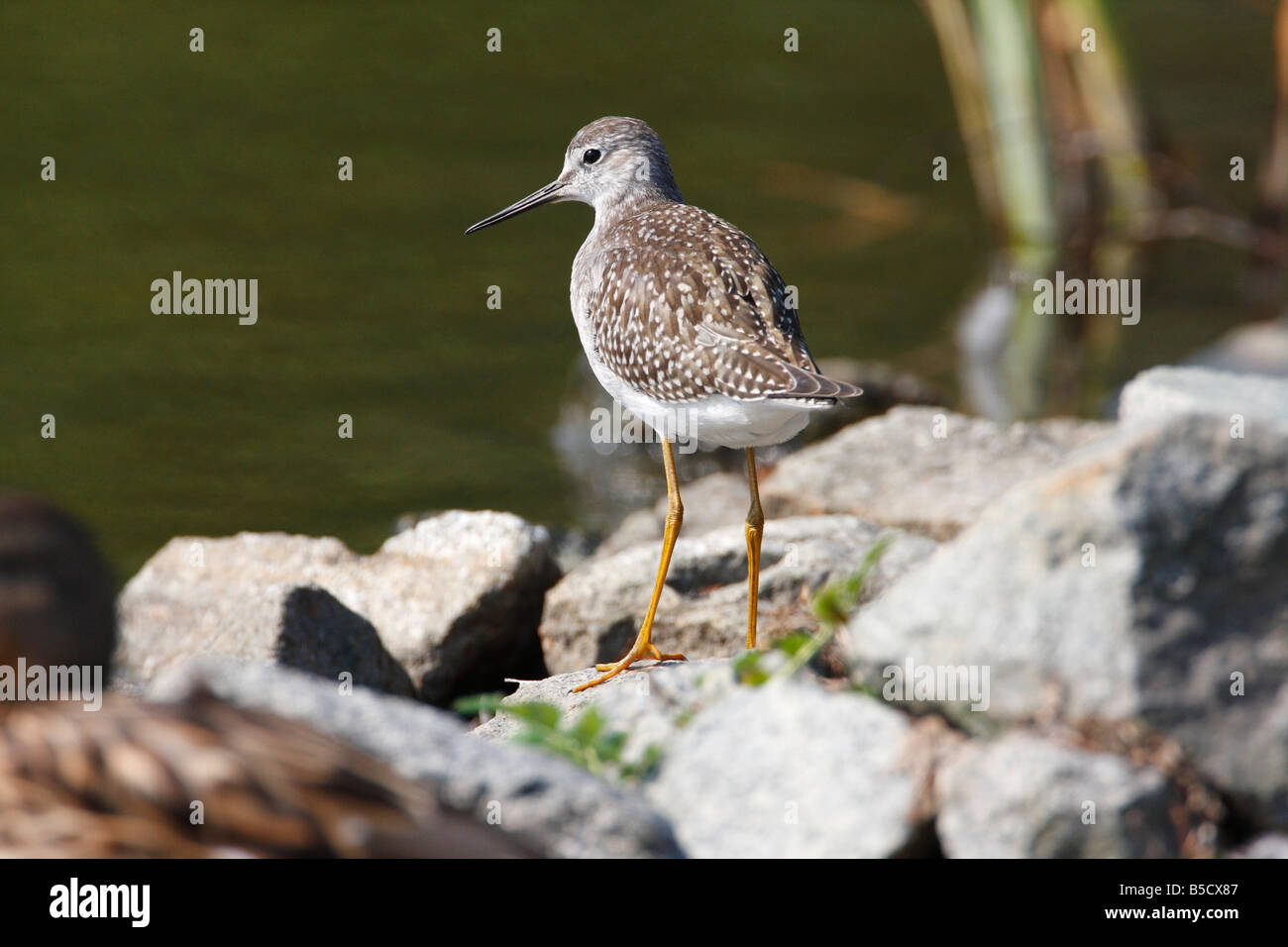 Lesser Yellowlegs Tringa flavipes standing on rocks by pond at Reifel Migratory Bird Sanctuary Delta BC in August Stock Photo