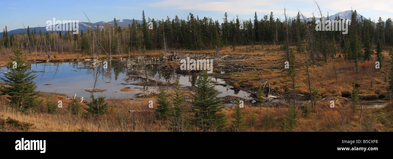 Swampy grassland at Mount Yamnuska, Alberta Stock Photo