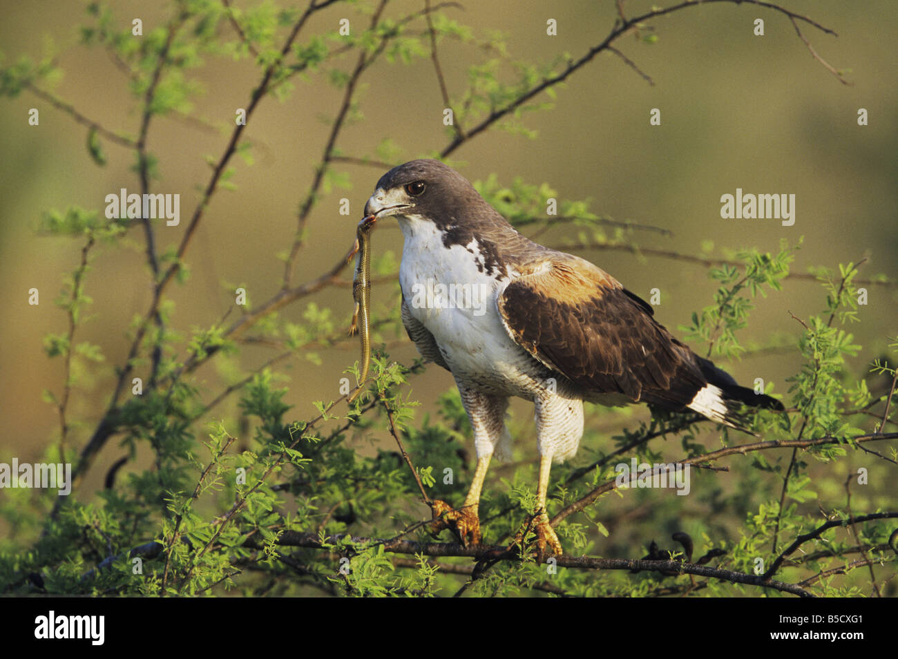White-tailed Hawk Buteo albicaudatus adult with skink prey in Huisache ...