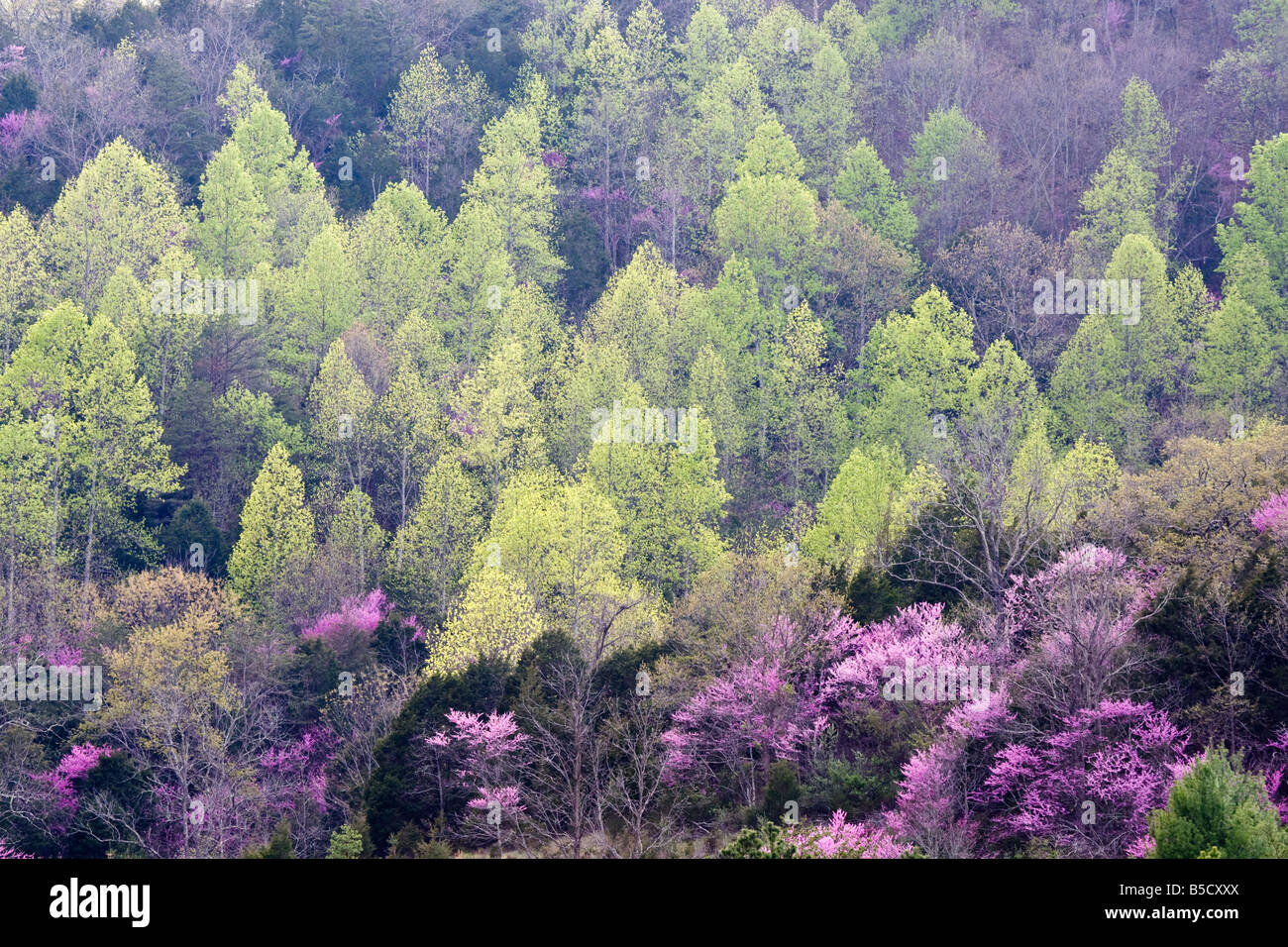 Early spring foliage on a mountainside in western Virginia with redbud