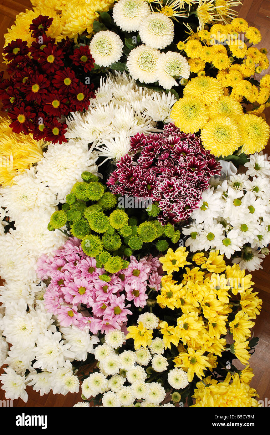 Chrysanthemums often called mums Stock Photo Alamy