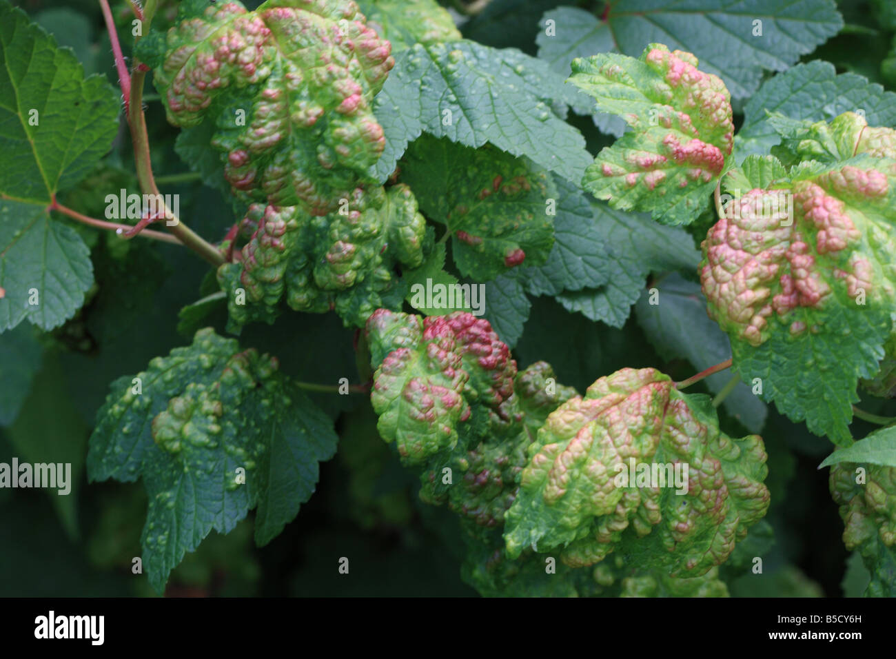 Blisters leaf surface hi-res stock photography and images - Alamy