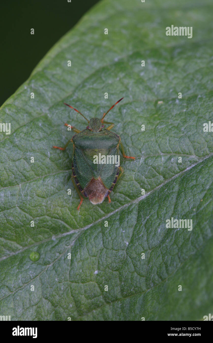 Green shield bug hi-res stock photography and images - Alamy