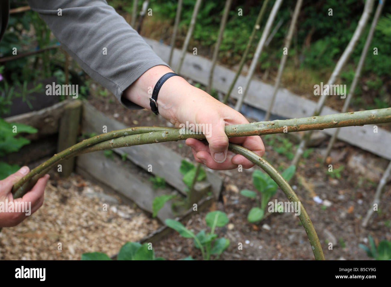 NETTING BRASSICAS BEND THE WILLOW STICKS TO FORM A HOOP Stock Photo Alamy