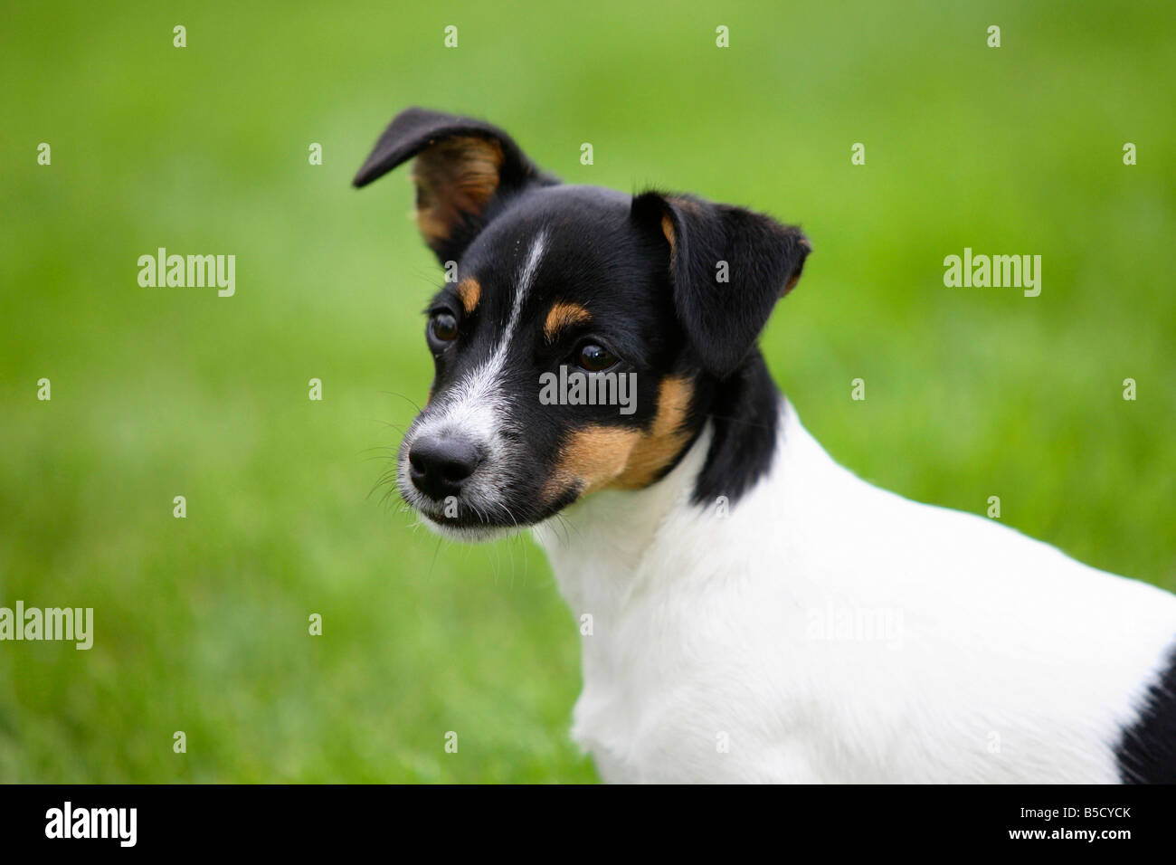 Jack Russell Terrier puppy 4 month tricolor Stock Photo - Alamy