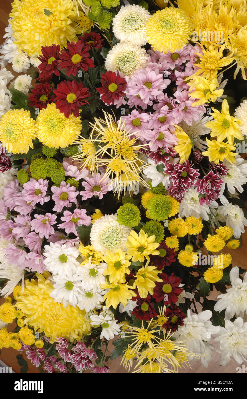 Chrysanthemums often called mums Stock Photo Alamy