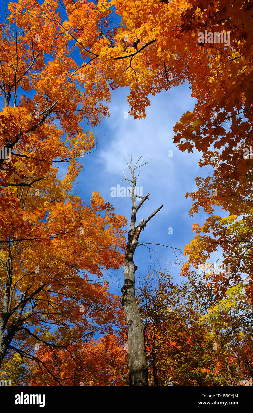 Fall colours in October near Parry Sound in Ontario, Canada Stock Photo