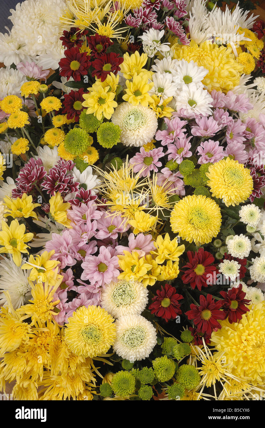 Chrysanthemums often called mums Stock Photo Alamy