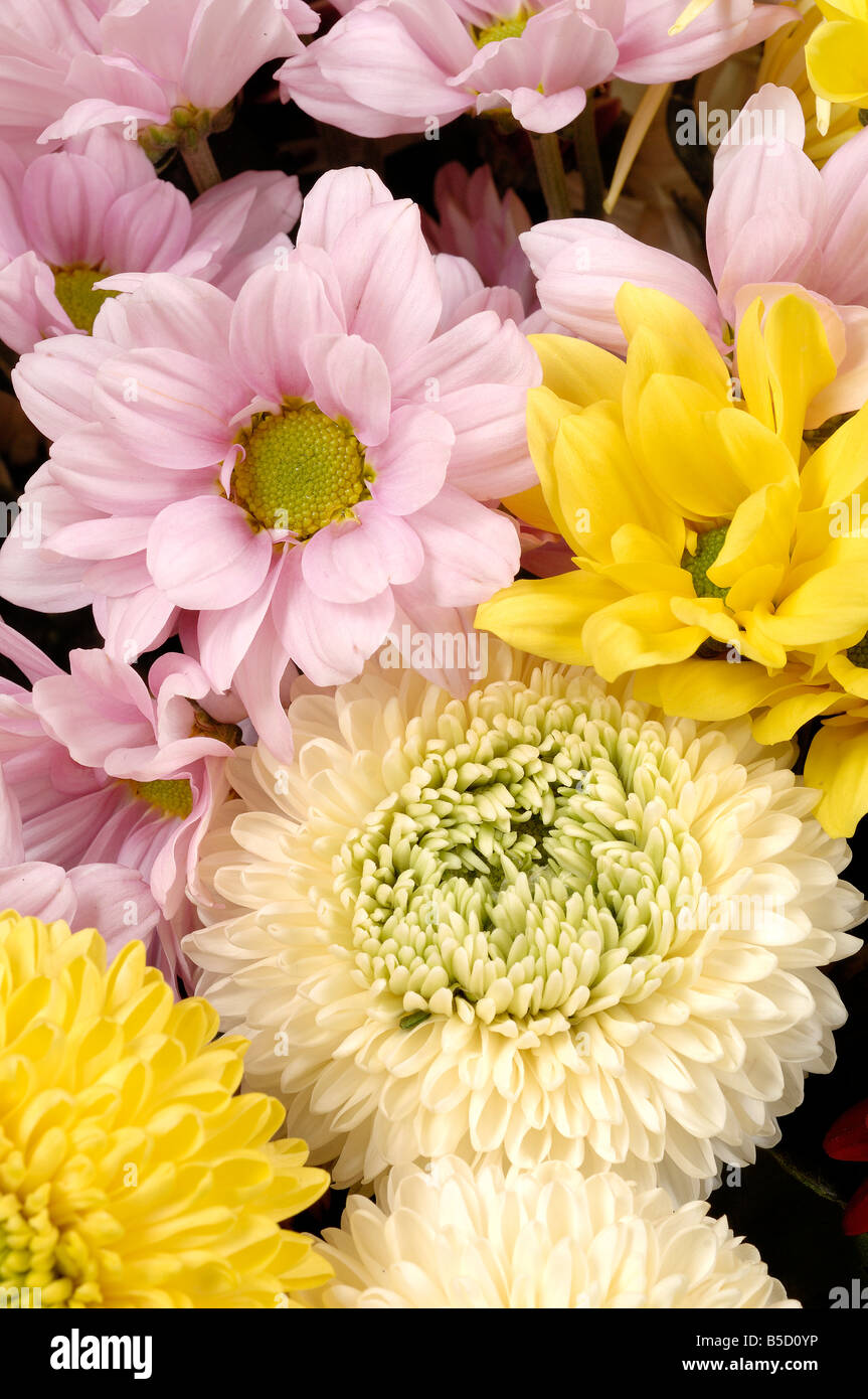 Chrysanthemums often called mums Stock Photo Alamy