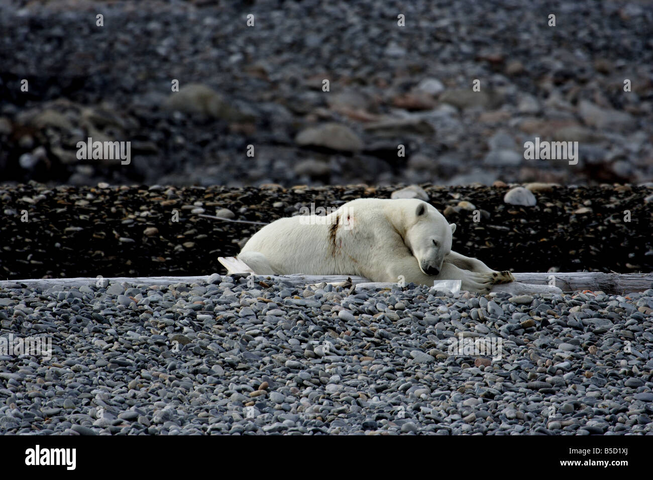 Injured polar bear Stock Photo - Alamy
