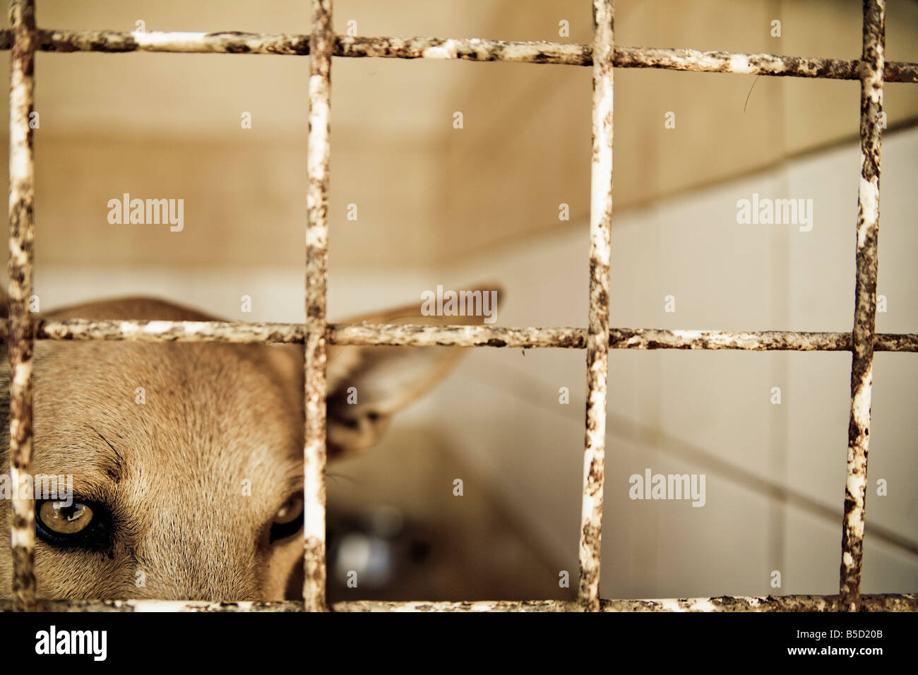 Behind bar hi-res stock photography and images - Alamy