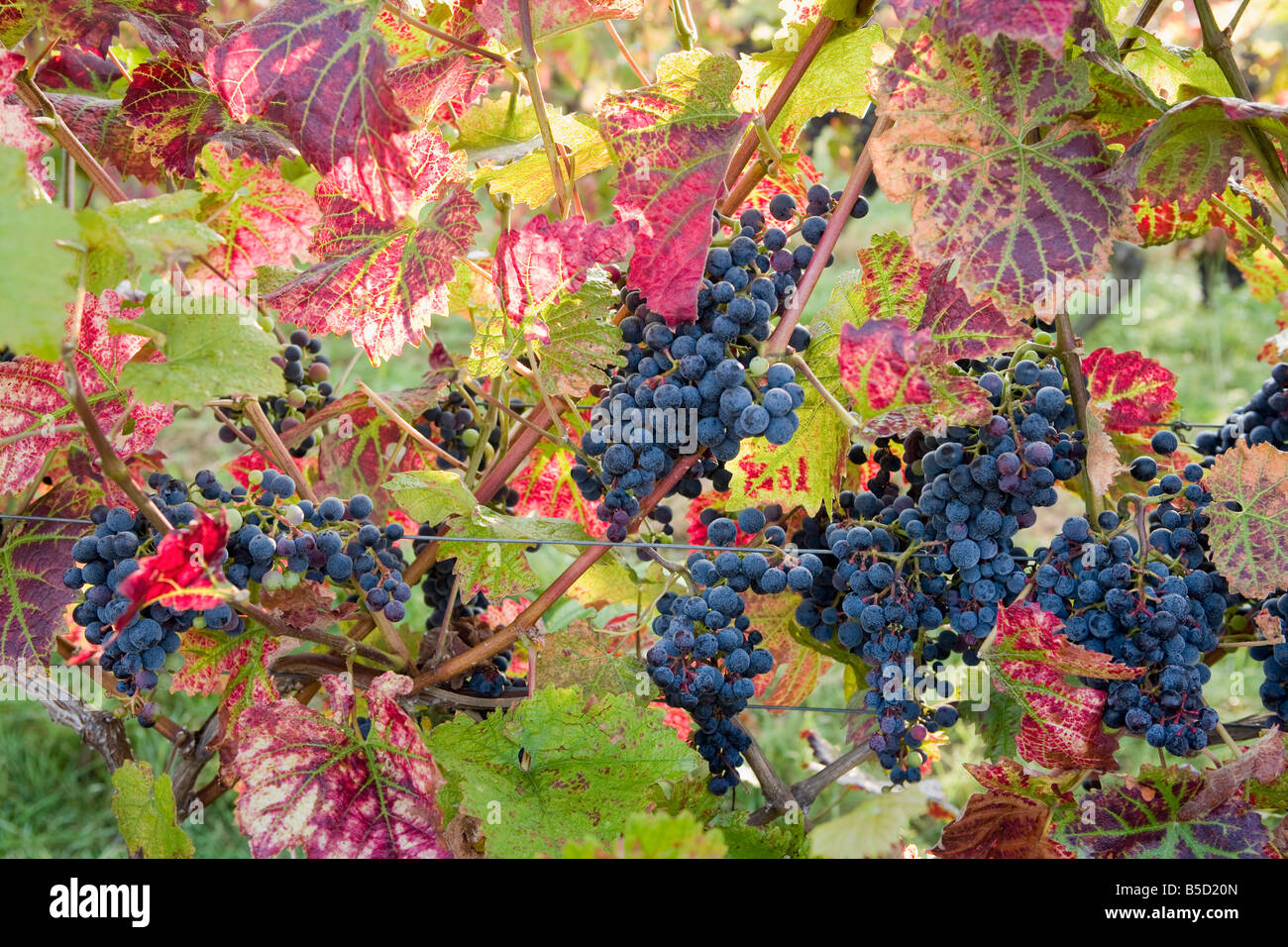 Autumn grapes and vines, Denbies vineyard, Dorking, Surrey, England, Europe Stock Photo